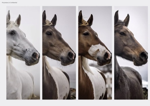 Five-panel horse evolution strip from white through brown to dappled iterations