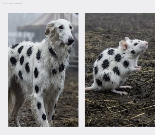 Slide 88: black-spotted white borzoi, rat, and sheep in muddy farmyard, combined-reference result